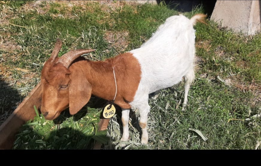 Pincuran Gadang Ternak Kambing